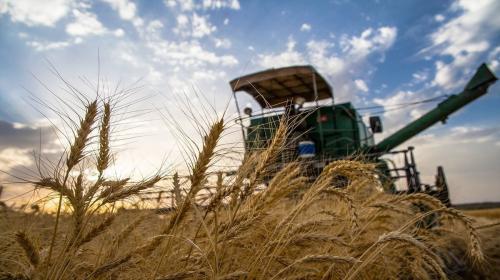 خرید گندم از کشاورزان فارس از مرز ۵۵۰ هزار تن گذشت