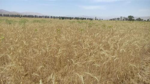 پایان عملیات خرید گندم در شهرستان لامرد
